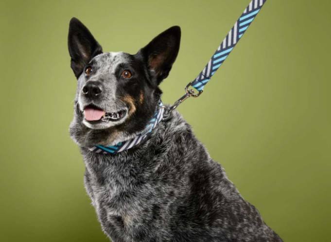 negro-gris acero collar de perro Keen2P80440